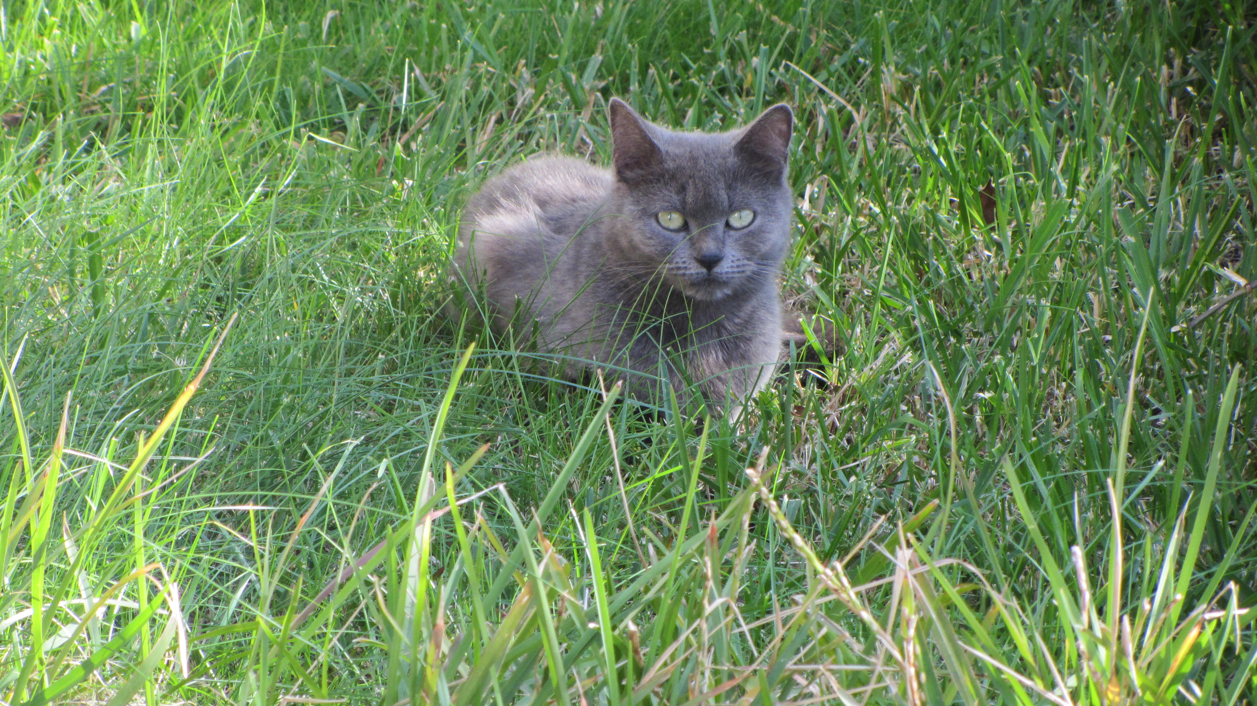 Gatos jardim