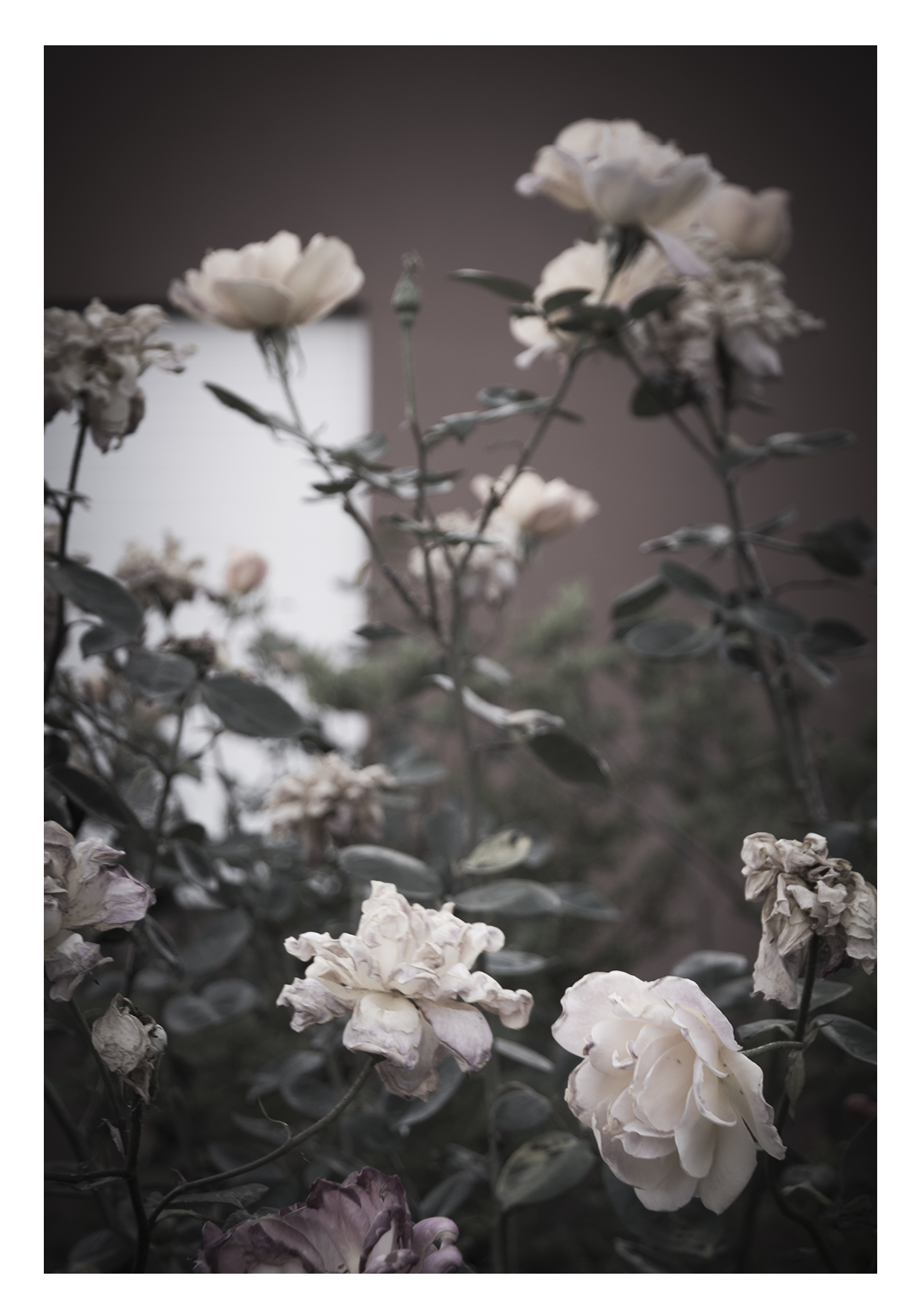 Rosas