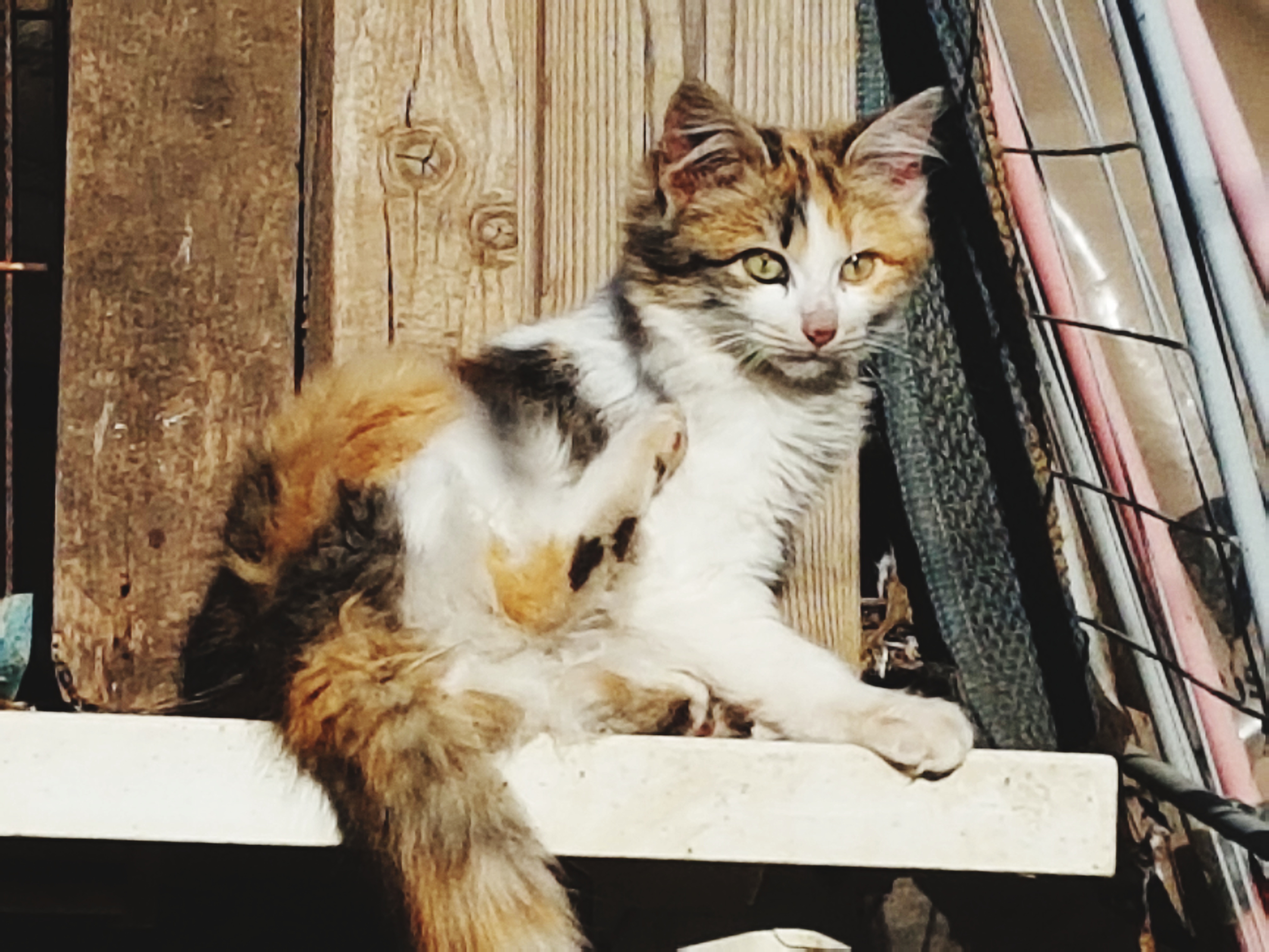 Gata
