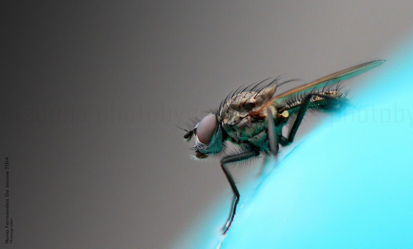 Mosca