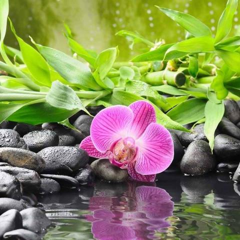 Fotografia de Carla Pinho 2