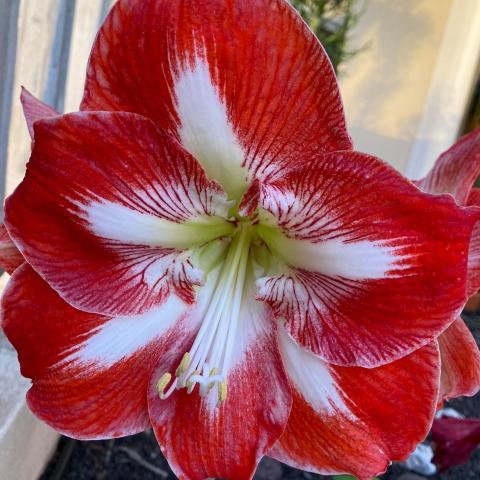 Rubina Abreu de Freitas's picture