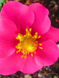 Paulo Sousa's picture