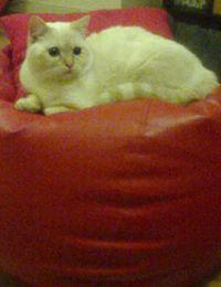 Vitor Hugo Primo's picture