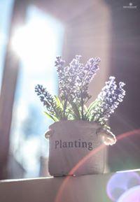 Sara Gonçalves's picture