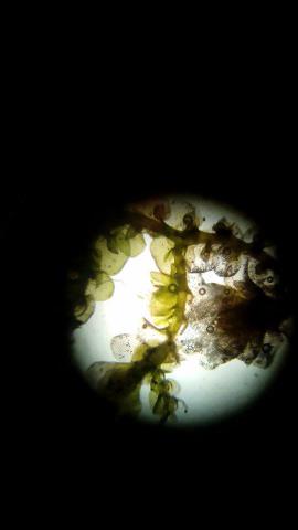 Fotografia de painrequiem