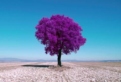 Emanuel Guerreiro's picture