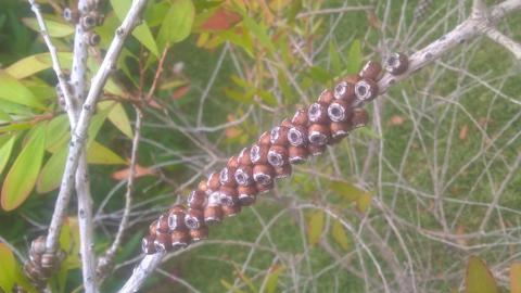 Fotografia de maria luisa figueiroa santos