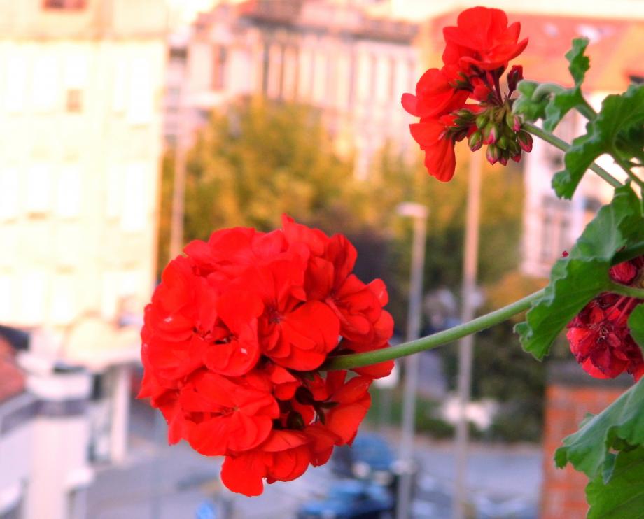 Rosa do Porto