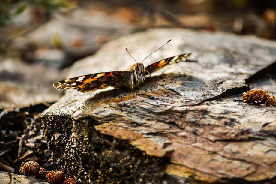 Borboleta Borboleta
