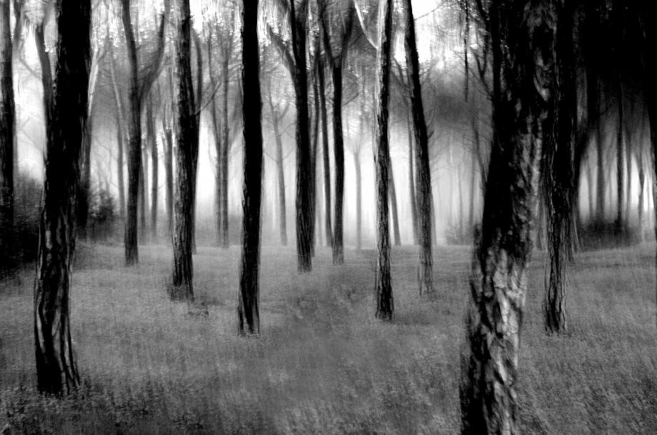 Árvores do Amor Árvores do Amor - As Árvores Misteriosas de Portugal