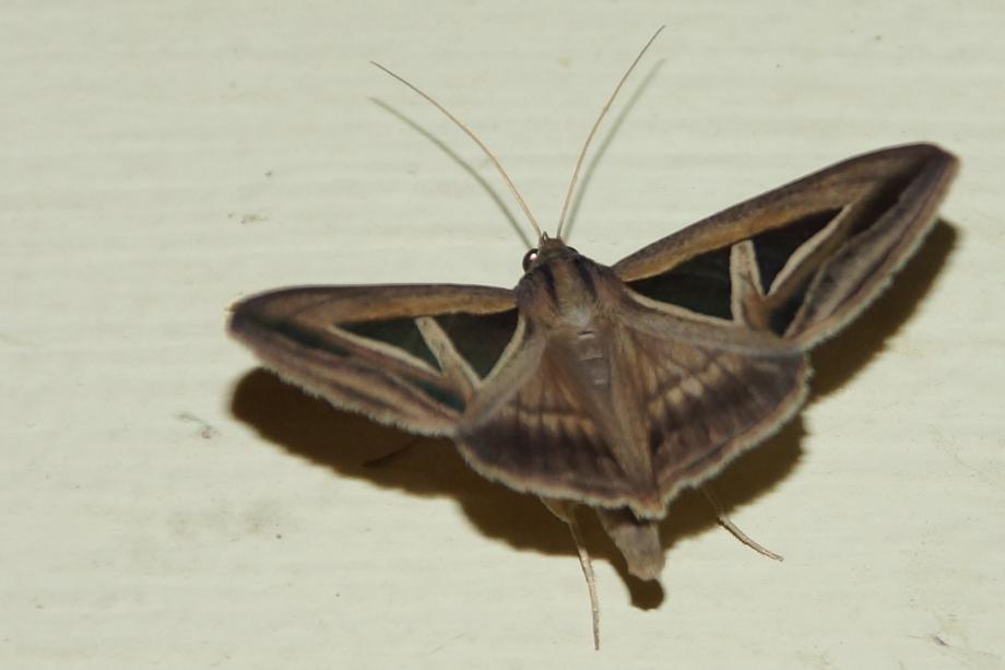 Borboleta Borboleta