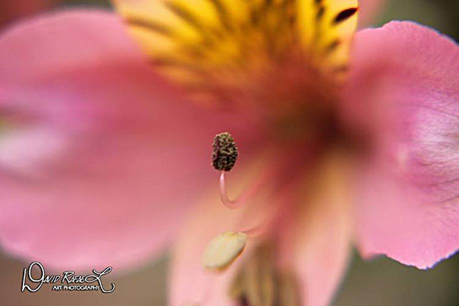 https://www.facebook.com/DavidRafaelArtPhotography