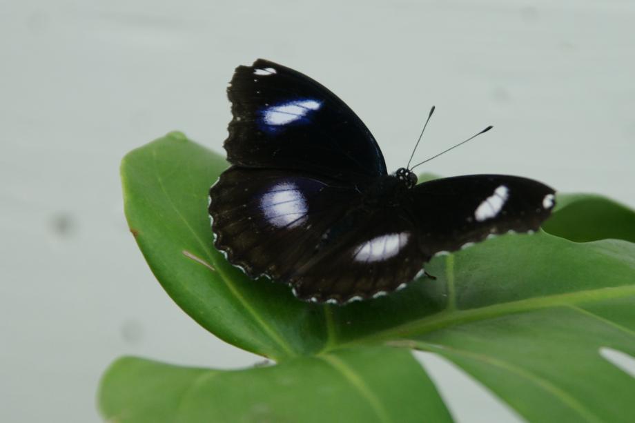 Borboleta 3 Borboleta