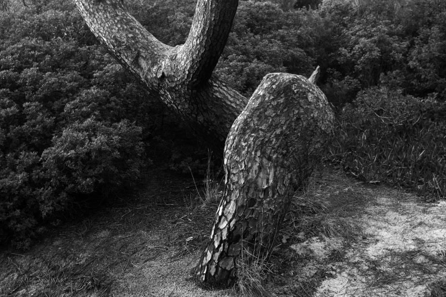 Árvores do Amor - As Árvores Misteriosas de Portugal