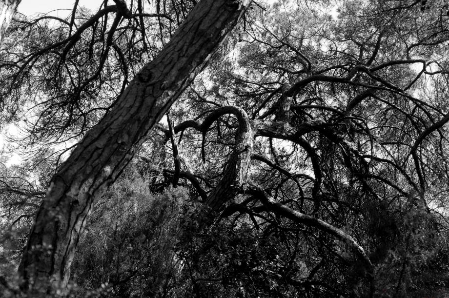 Árvores do Amor Árvores do Amor - As Árvores Misteriosas de Portugal