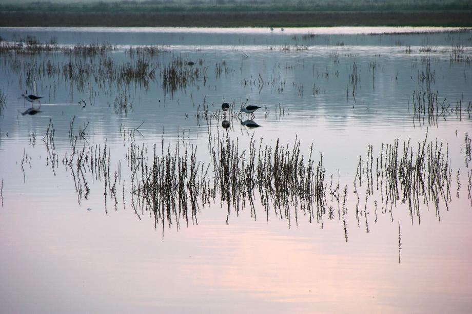 Amanhecer Amanhecer na Lagoa dos Salgados - Algarve