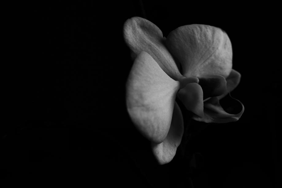 Blossom of the Night