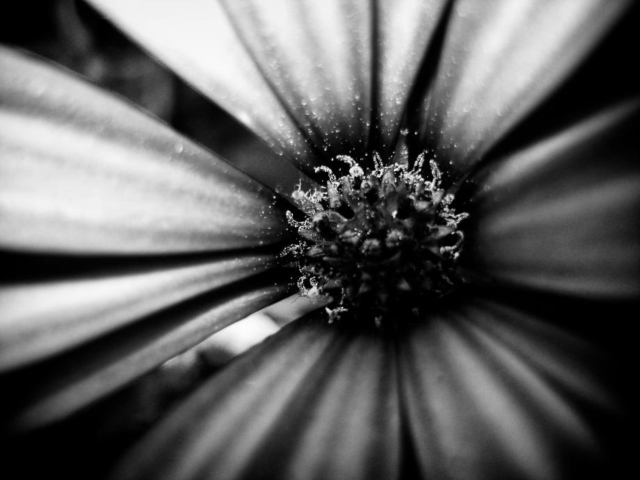 harmonia diagonais