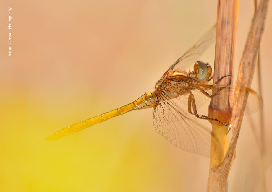 Orthetrum coerulescens , macho imaturo