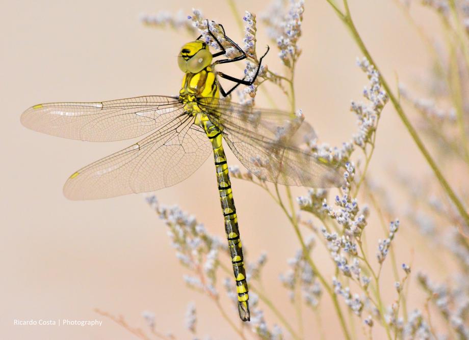 Aeshna cyanea , macho