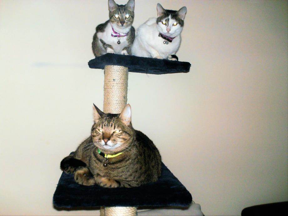 Trio Trio
