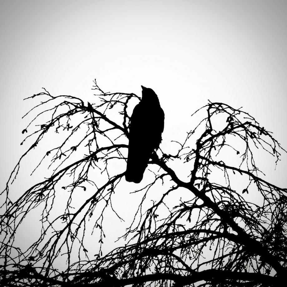 The Raven