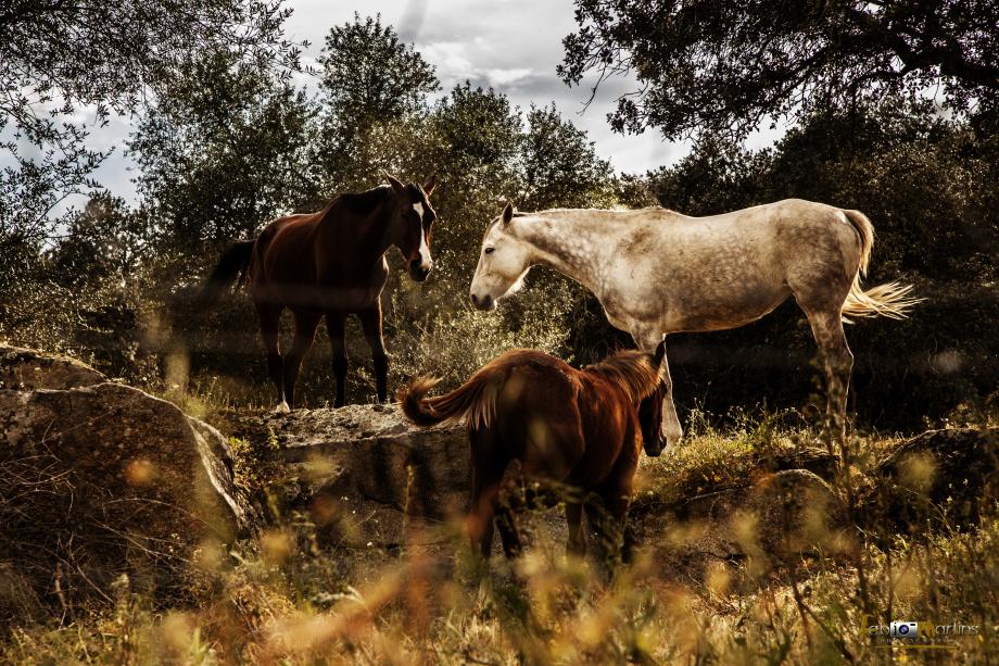 Cavalos