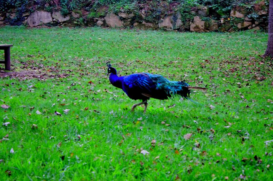 Jardim Da Lavandeira