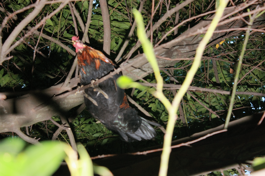 Galo em poleiro natural