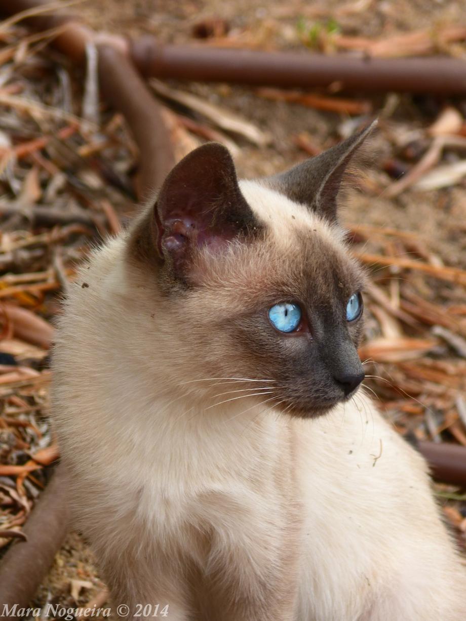 Olhar Felino