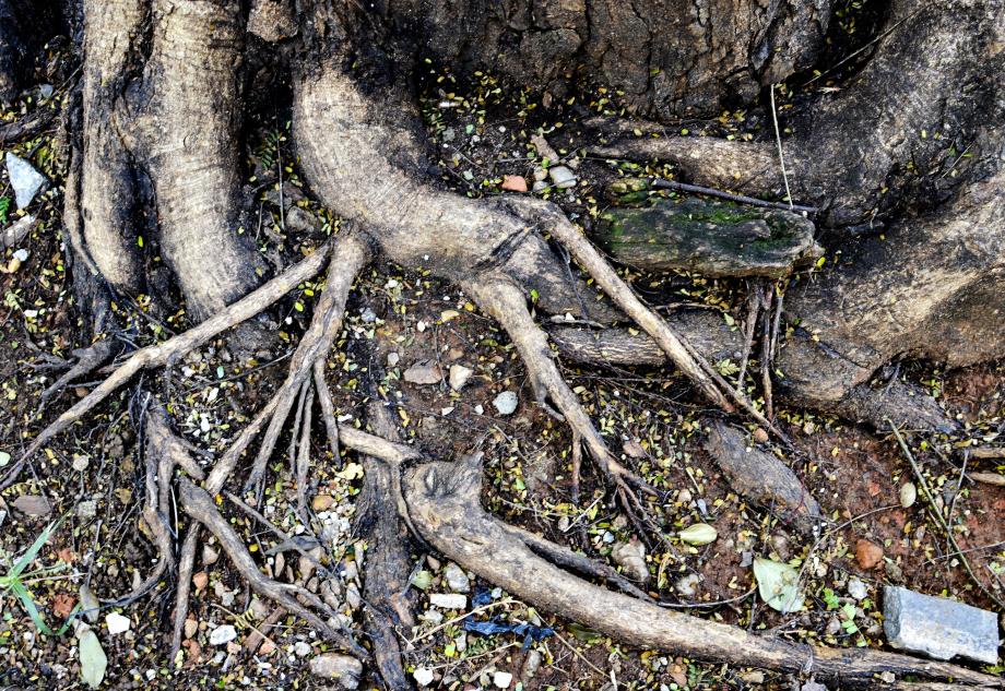 As raízes são a razão de ser O verdadeiro poder das gigantescas árvores é em razão das suas raízes