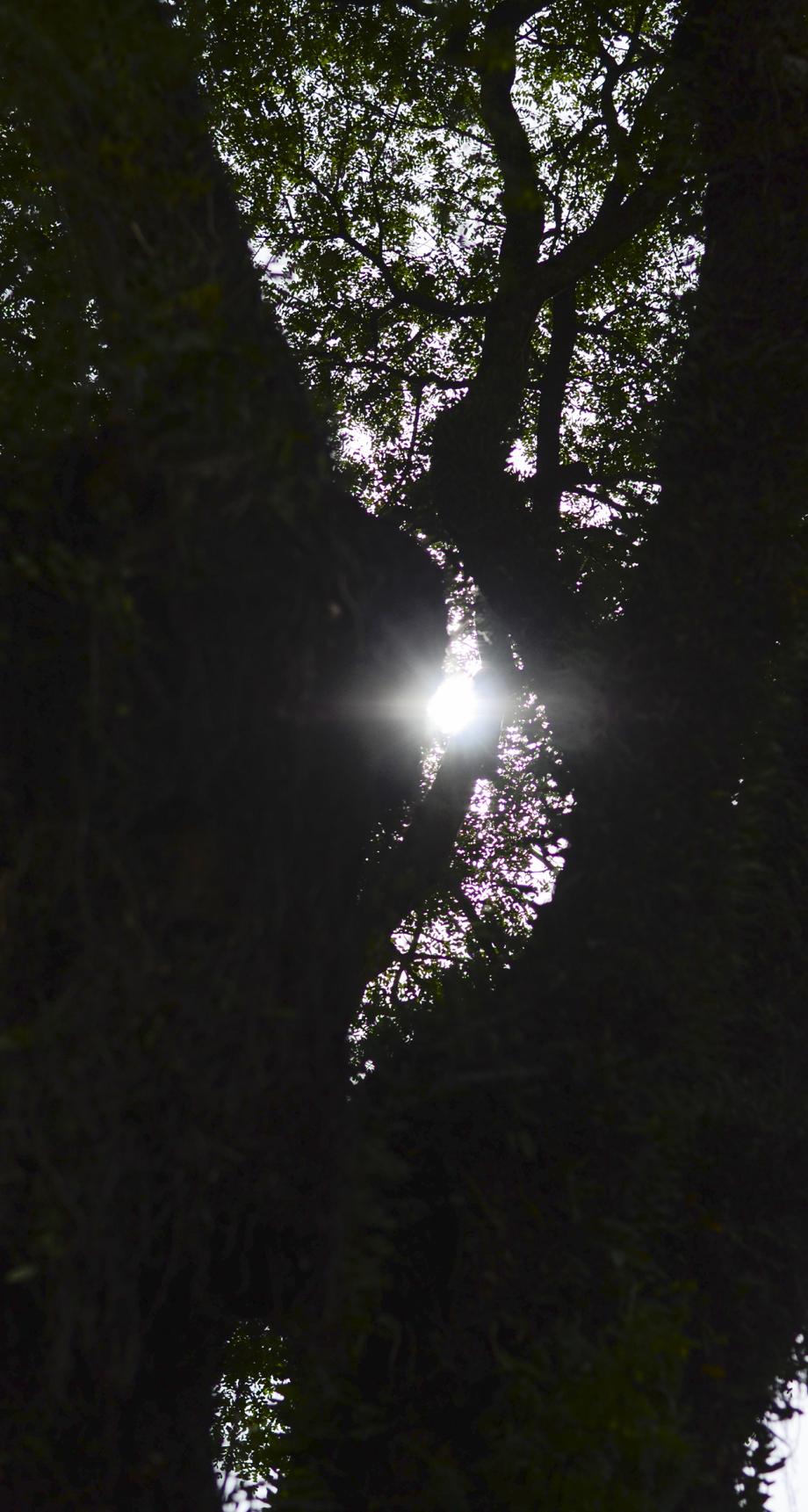 Iluminado Vendo um raio de luz entre as árvores