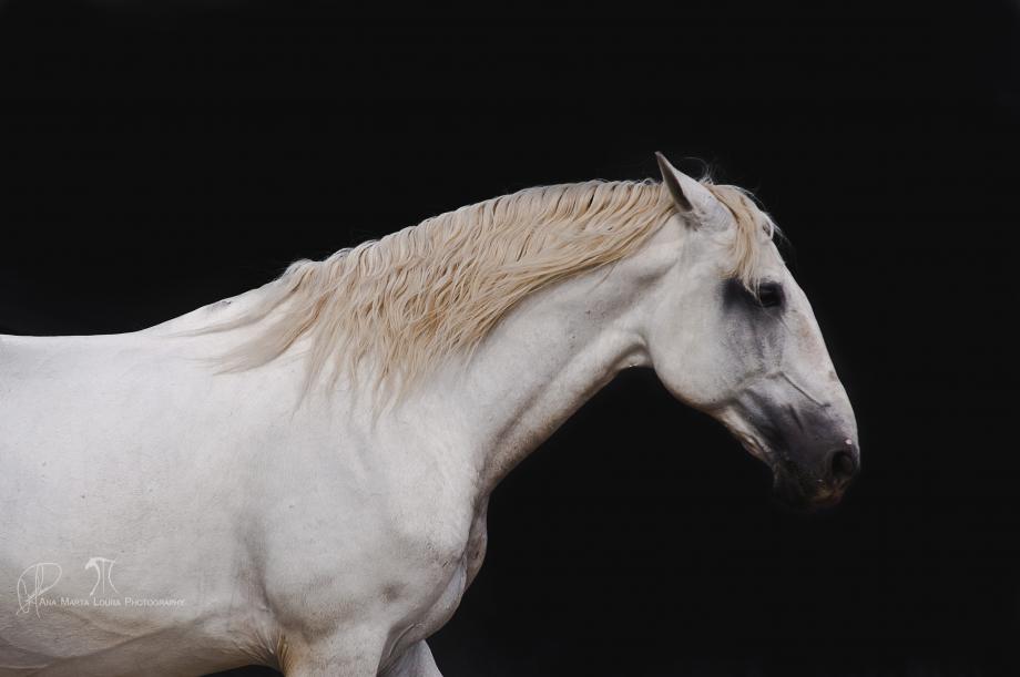 El Capiton Do Baixo Vouga Cavalo garanhao lusitano