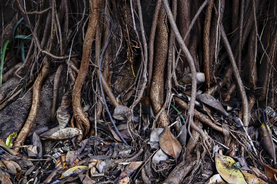 As raízes são da terra As raízes são da terra como as veias são do coração