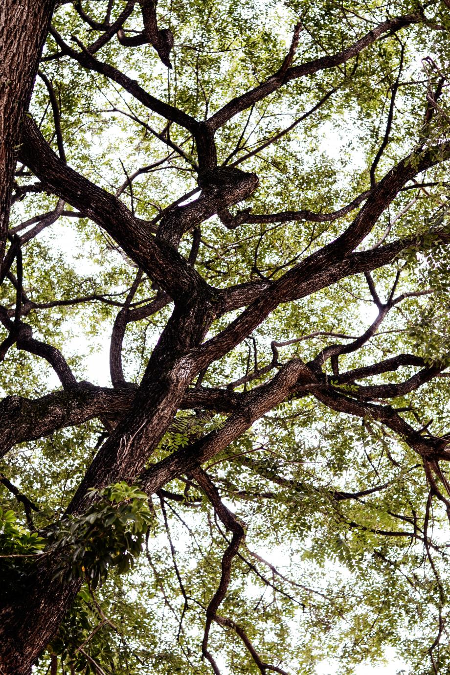 a árvore apazigua-nos com a sua atmosfera de folhas e de sombras interiores nós habitamos a árvore com a nossa respiração com a da árvore a árvore é uma lenta reverência uma presença reminiscente uma habitação perdida