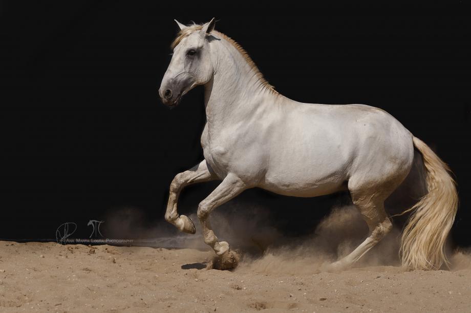 cavalo garanhao lusitano