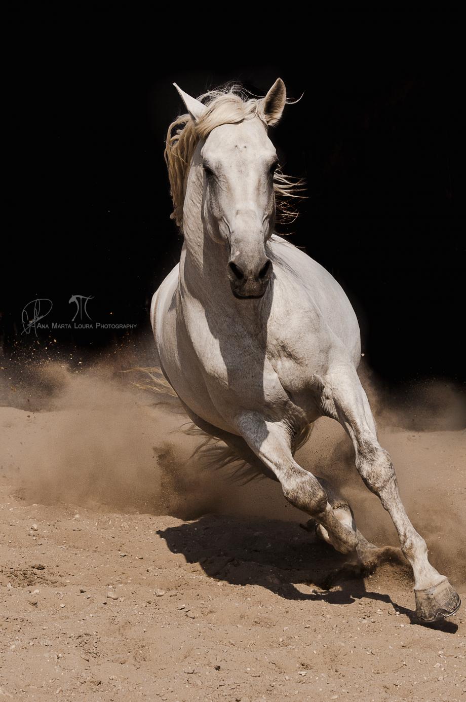 El Capiton Do Baixo Vouga Cavalo garanhão Lusitano