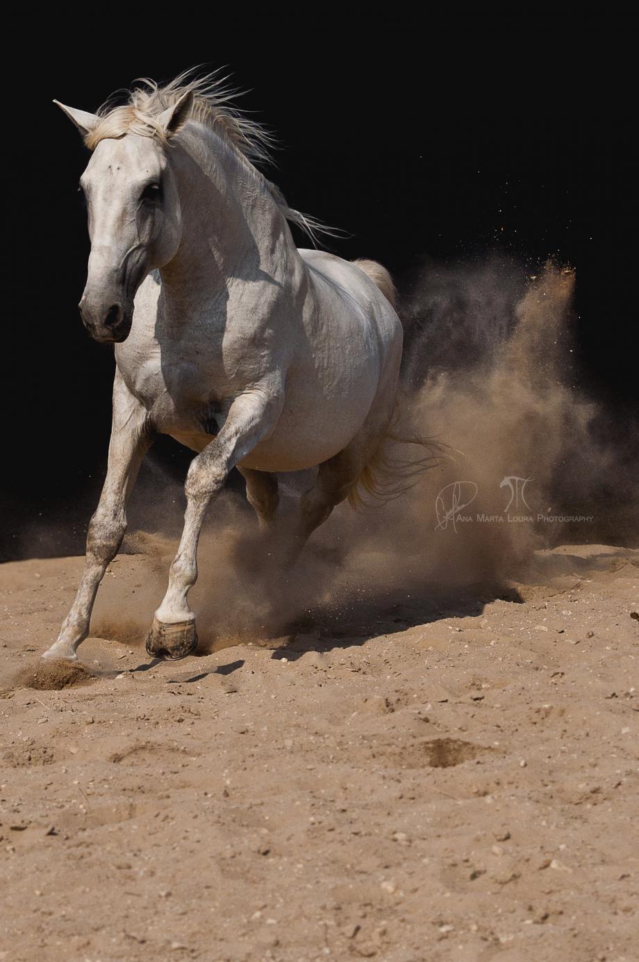 cavalo garanhão lusitano 