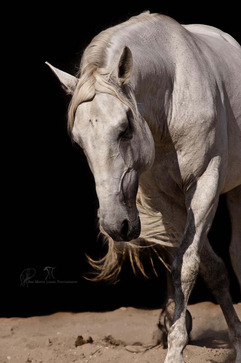 El Capiton Do Baixo Vouga cavalo garanhao lusitano