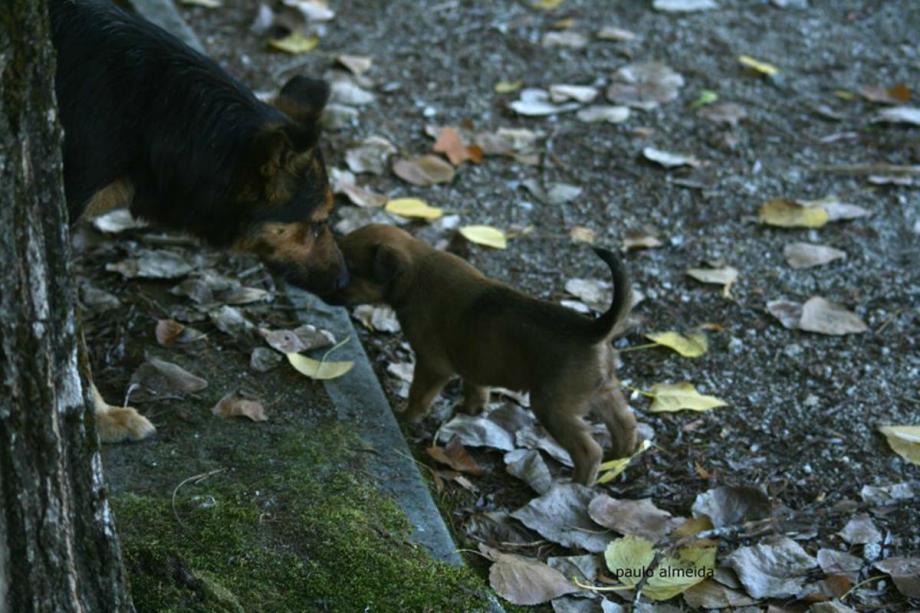 contar um segredo cadela, cachorro, segredo