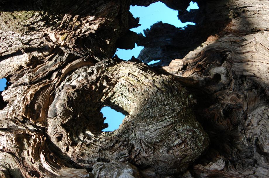 escultura natural