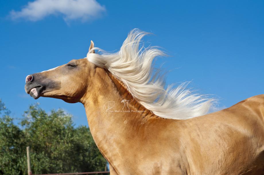 Brinca-Ao-Sol cavalo garanhão palomino lusitano