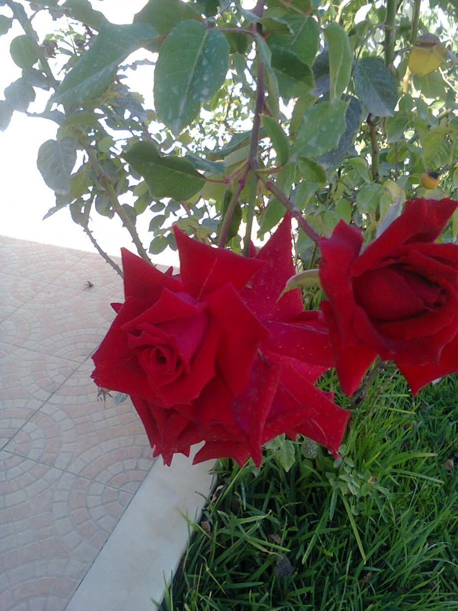 As nossas rosas