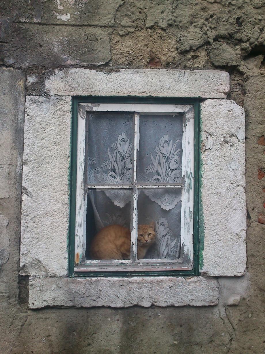 Catlx Lisboa gato