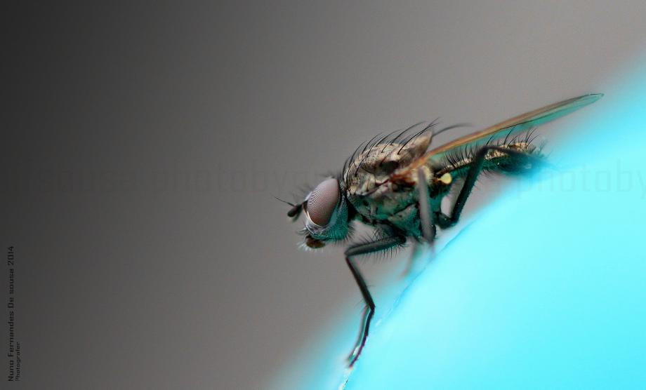 Mosca