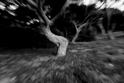 Árvores do Amor - As Árvores Misteriosas de Portugal