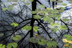 Espelho de Nenúfares Foto tirada, nos jardins da Casa da Cerca, em Almada, em que aproveitei o reflexo numa espécie de lago, que lá existe, e fiz esta foto, depois editei a mesma em Lightroom. A foto em si, representa para mim a simplicidade da nossa alma, eo reflexo de quem realmente somos, quando nos olhamos ao espelho