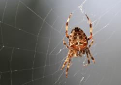 Araneus diadematus