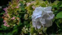 Hortênsia, Ilha de São Miguel, Açores Hortênsia, Ilha de São Miguel, Açores